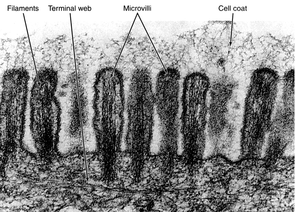 Apical region of intestinal epithelial cell