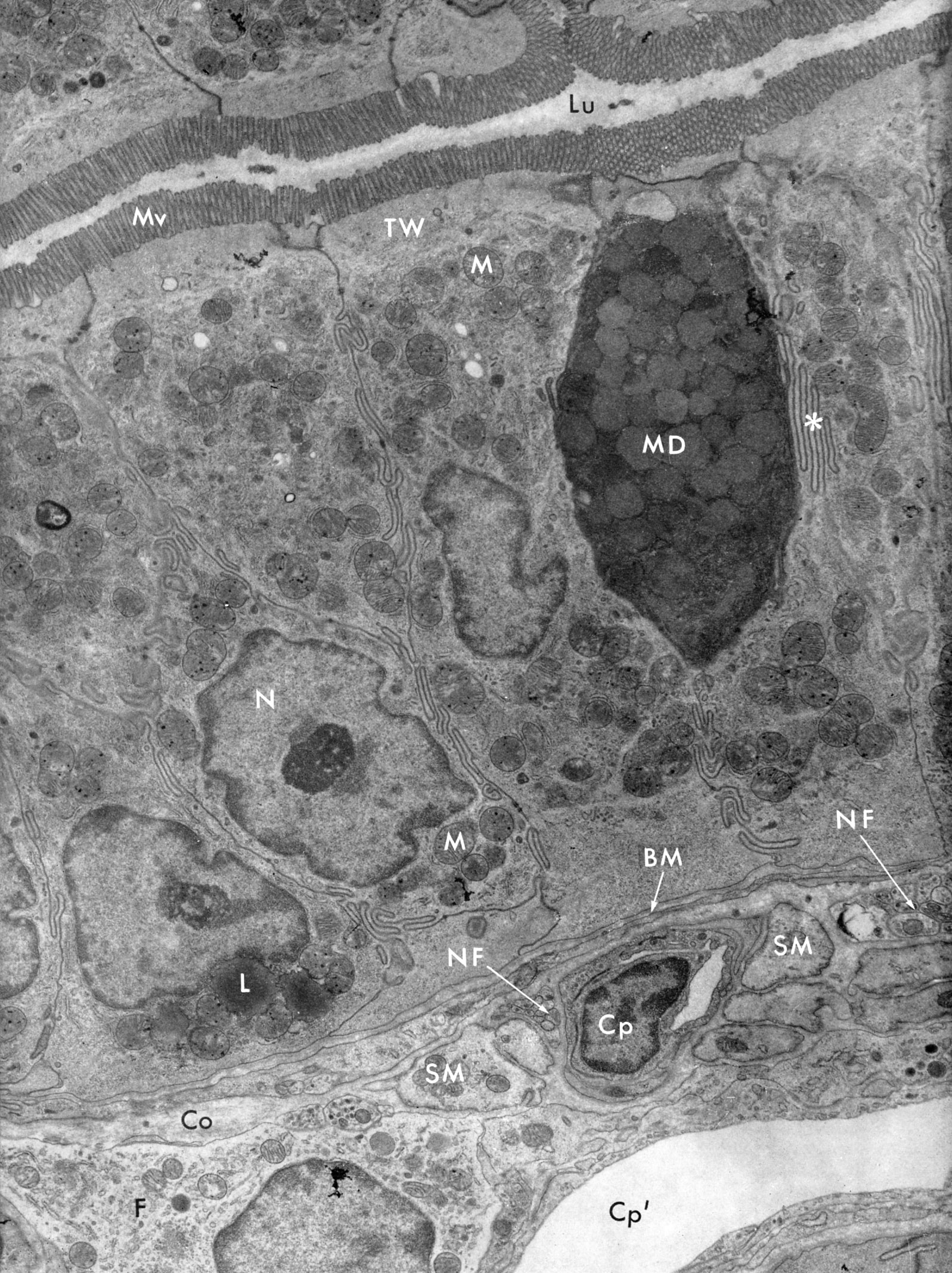 Epithelial lining of small intestine.