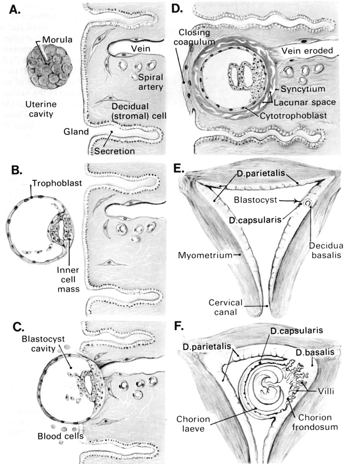Diagram of implantation and placental formation