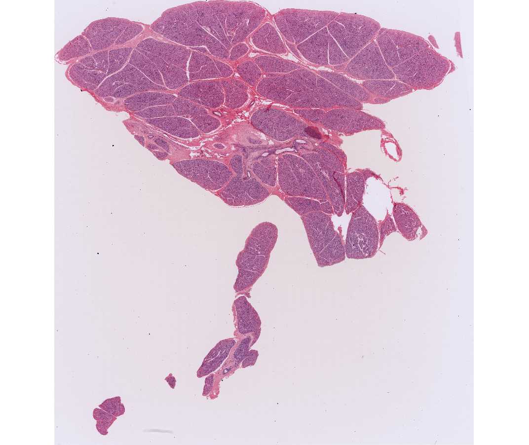 #40 Parotid gland, monkey or rabbit, H&E 