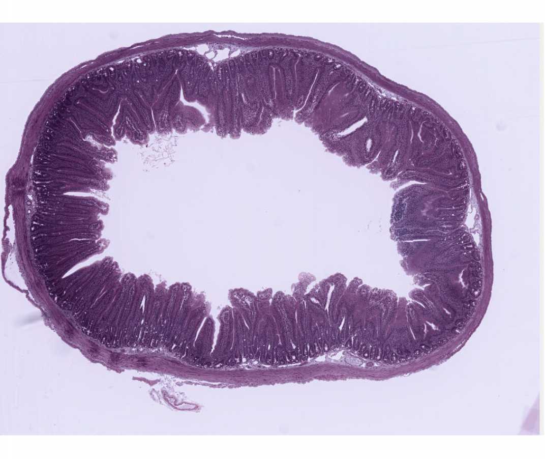 #102 Small Intestine. Guinea Pig (Bodian/silver)  