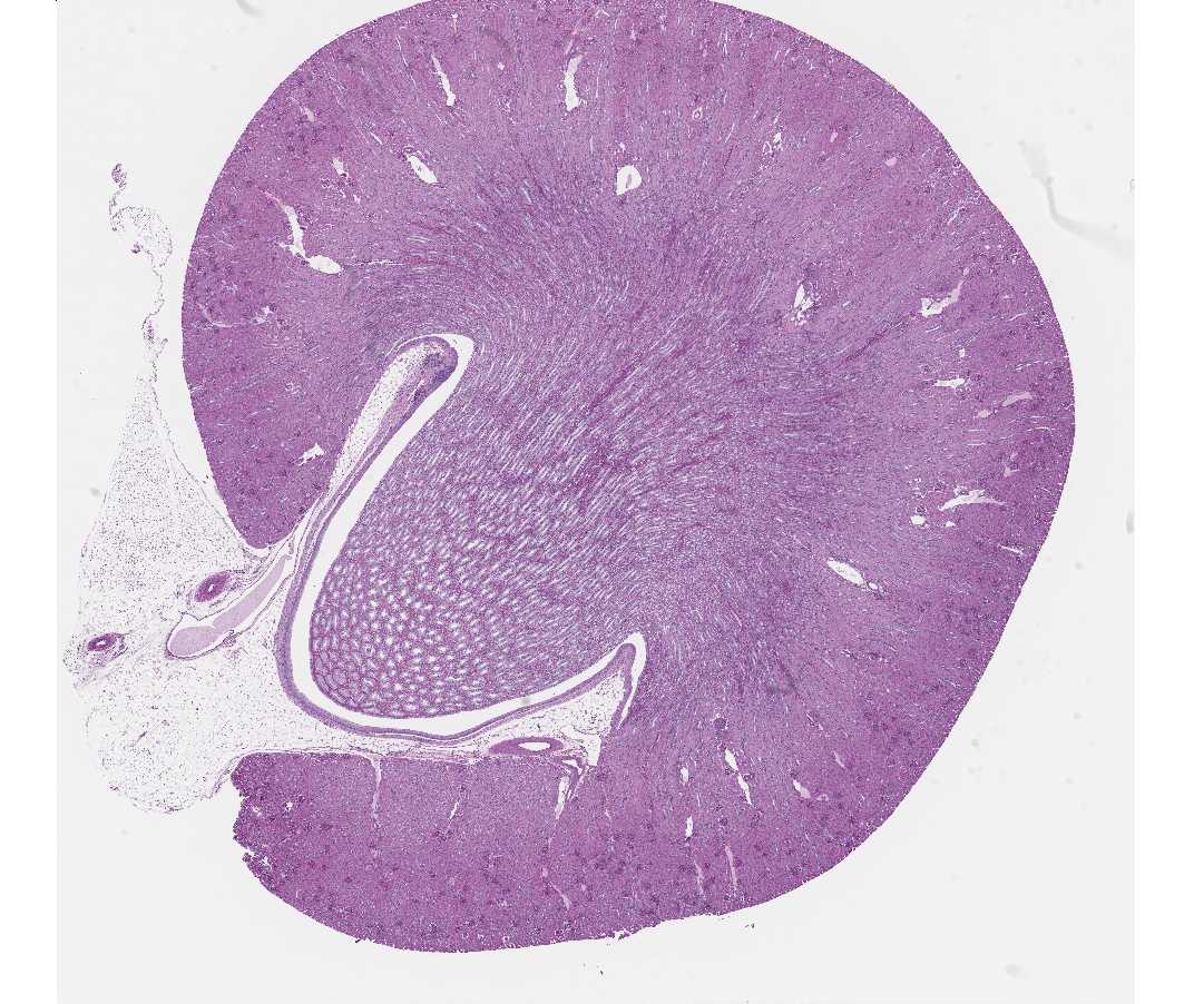 #103  Kidney, PAS & hematoxylin